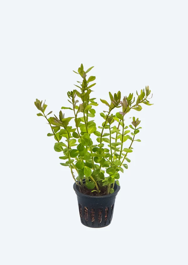 Rotala rotundifolia