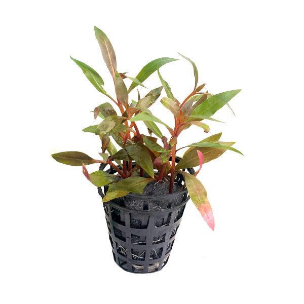 Alternanthera reineckii 'mini'