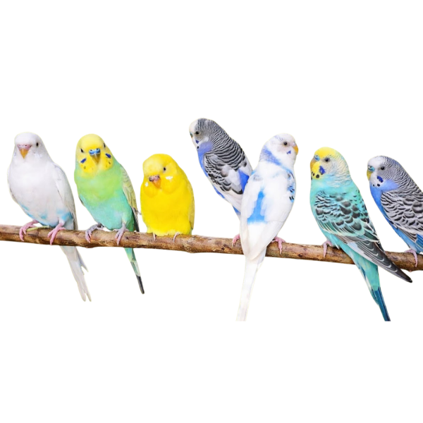 Budgies