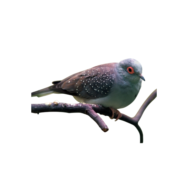 Diamond Dove