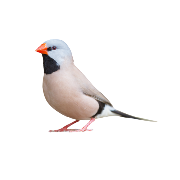 Grass Finch