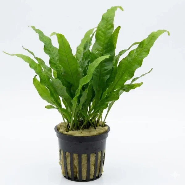 Java Fern