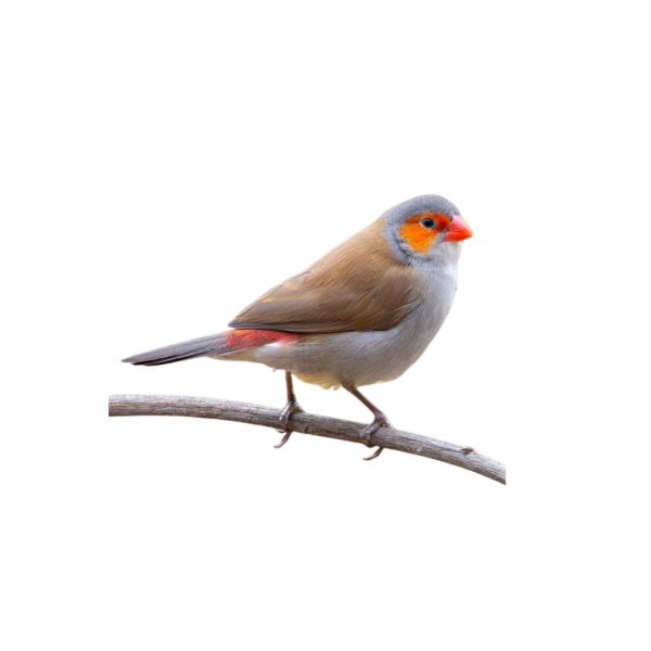 Orange-cheeked Waxbill