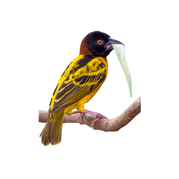 Village Weaver